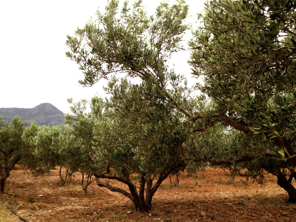 HuileArium.com comence son voyage dans le monde du Huile d'olive