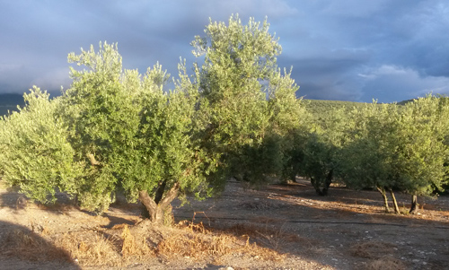 L'olivier : Un arbre à forte symbolique