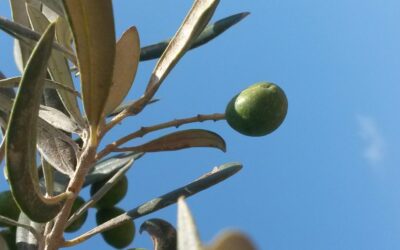 Les différentes variétés de l’huile d’olive