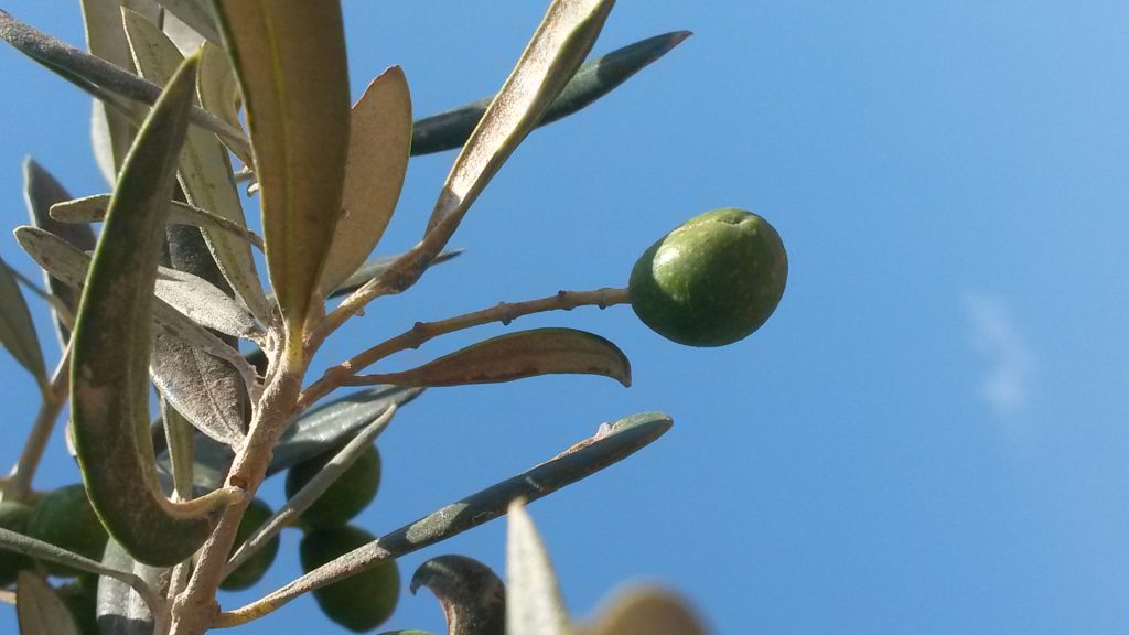 Les différentes variétés de l’huile d’olive