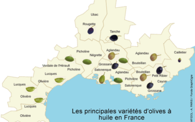 Variétés d’olives en France