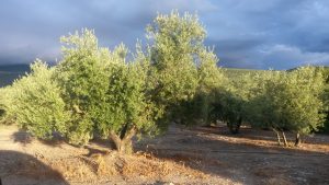 Variétés d'olives en Italie