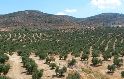 Le marché de l’huile d’olive en Espagne