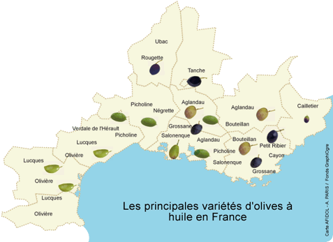 Variétés d’olives en France